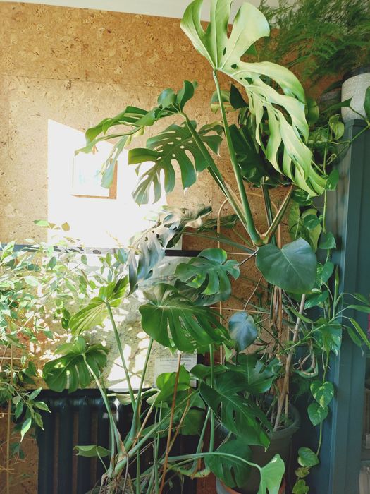 Monstera Deliciosa - dwie sztuki, bardzo duże
