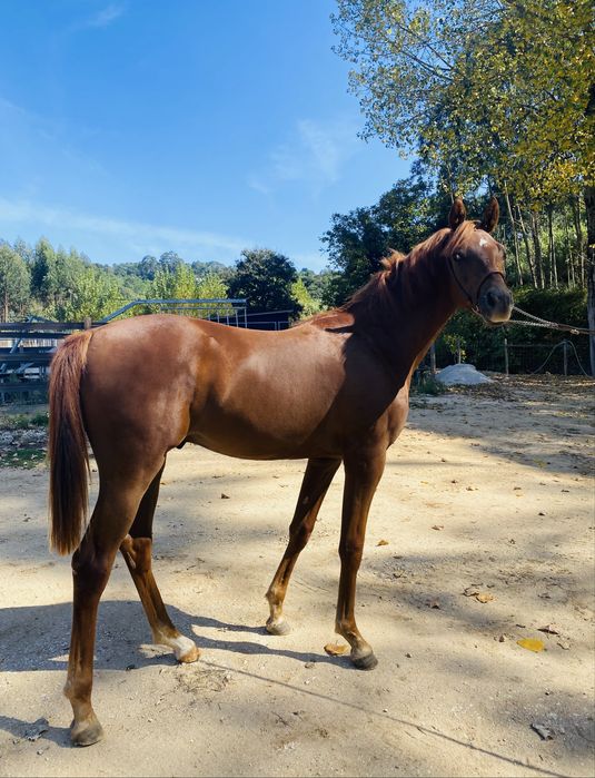 Madhi Versace - Poldro, PSA, Lazao, 16 meses 1,50 altura