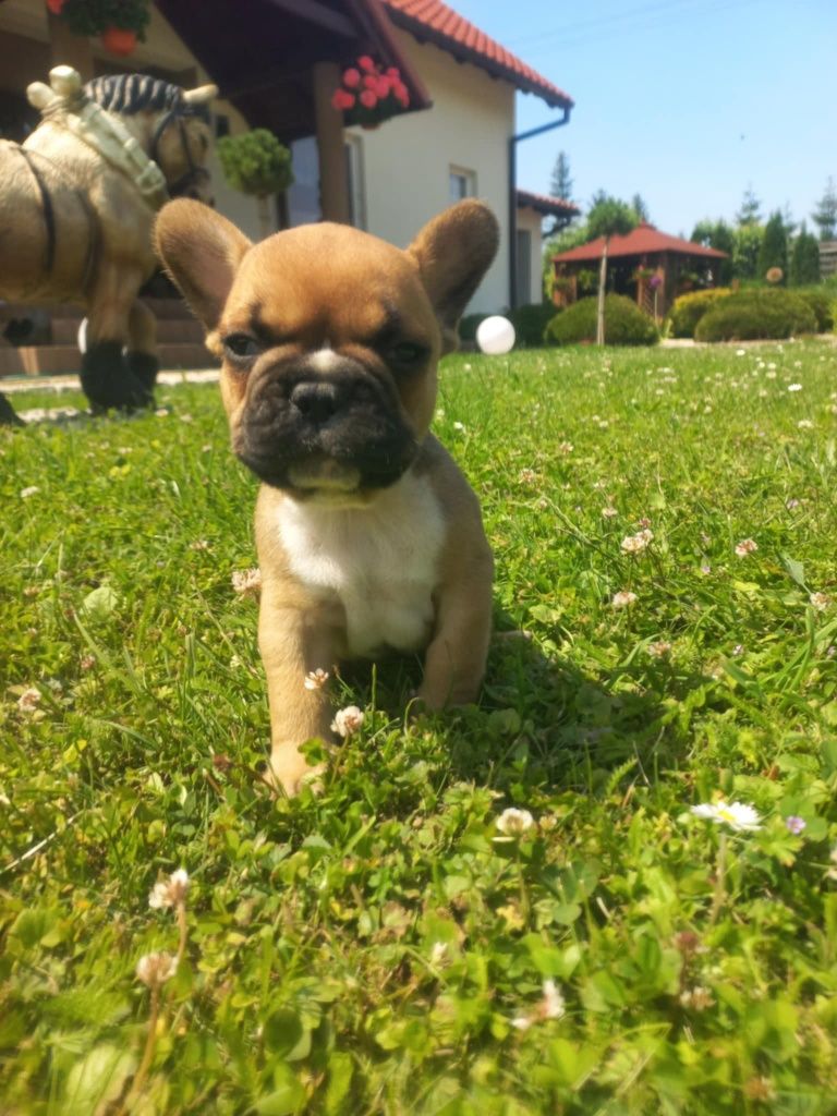 Buldog Francuski do rezerwacji
