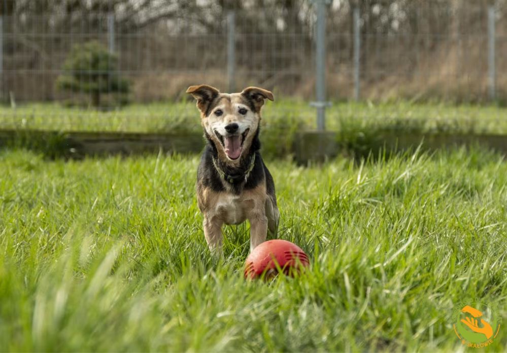 Fargo - pies w typie jack russell terrier, już 1,5 roku w schronisku