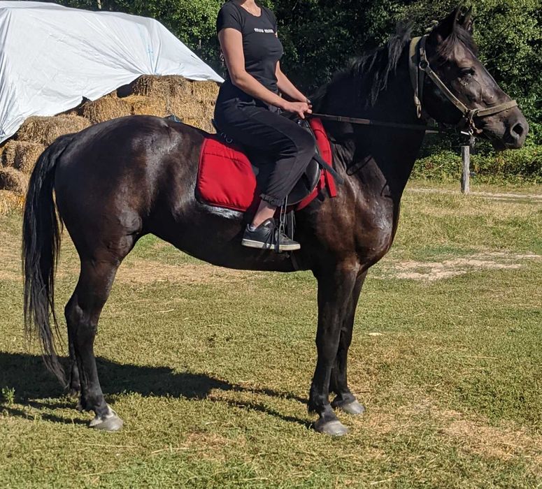 Продам кобилу, 9 років