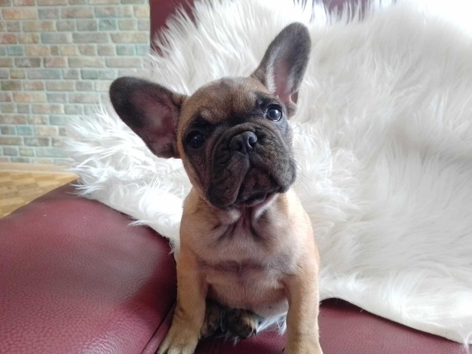 Buldog francuski suczka ZKwP (FCI )