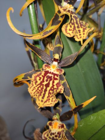 Орхідея камбрія.