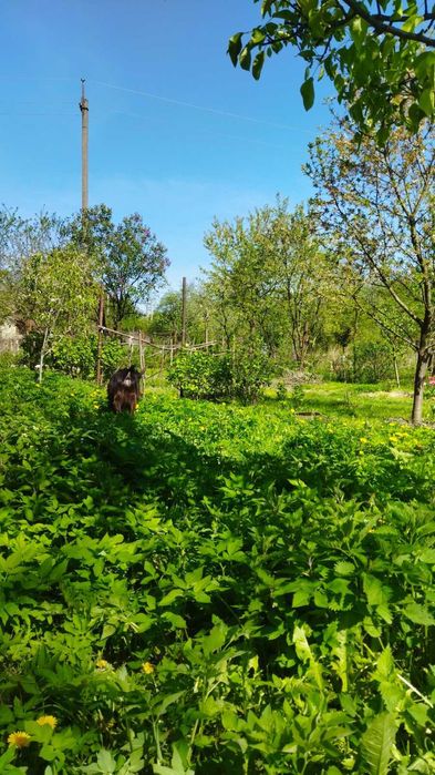 Терміново !!! Клепарів, вул. Винниця, ділянка  6,6 сот