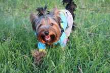 Dog Walking in Vilamoura & Quarteira | Passeios de Cães