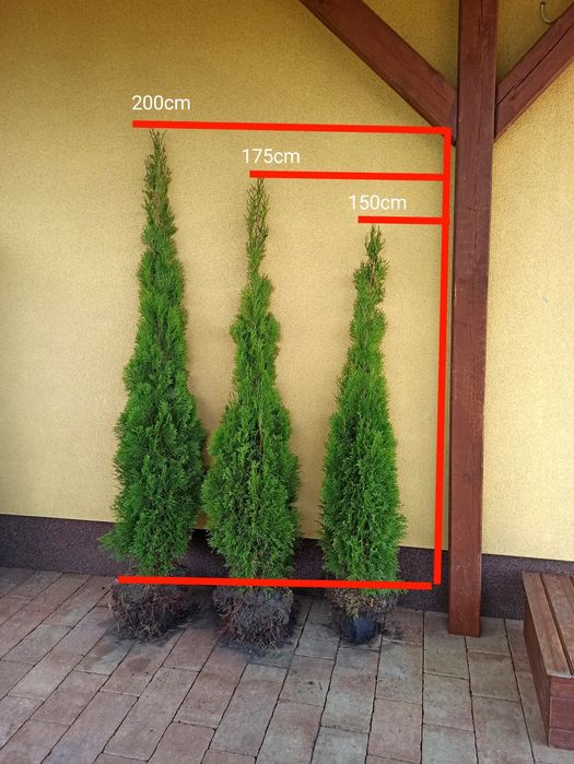 Tuja szmaragd 150-200cm