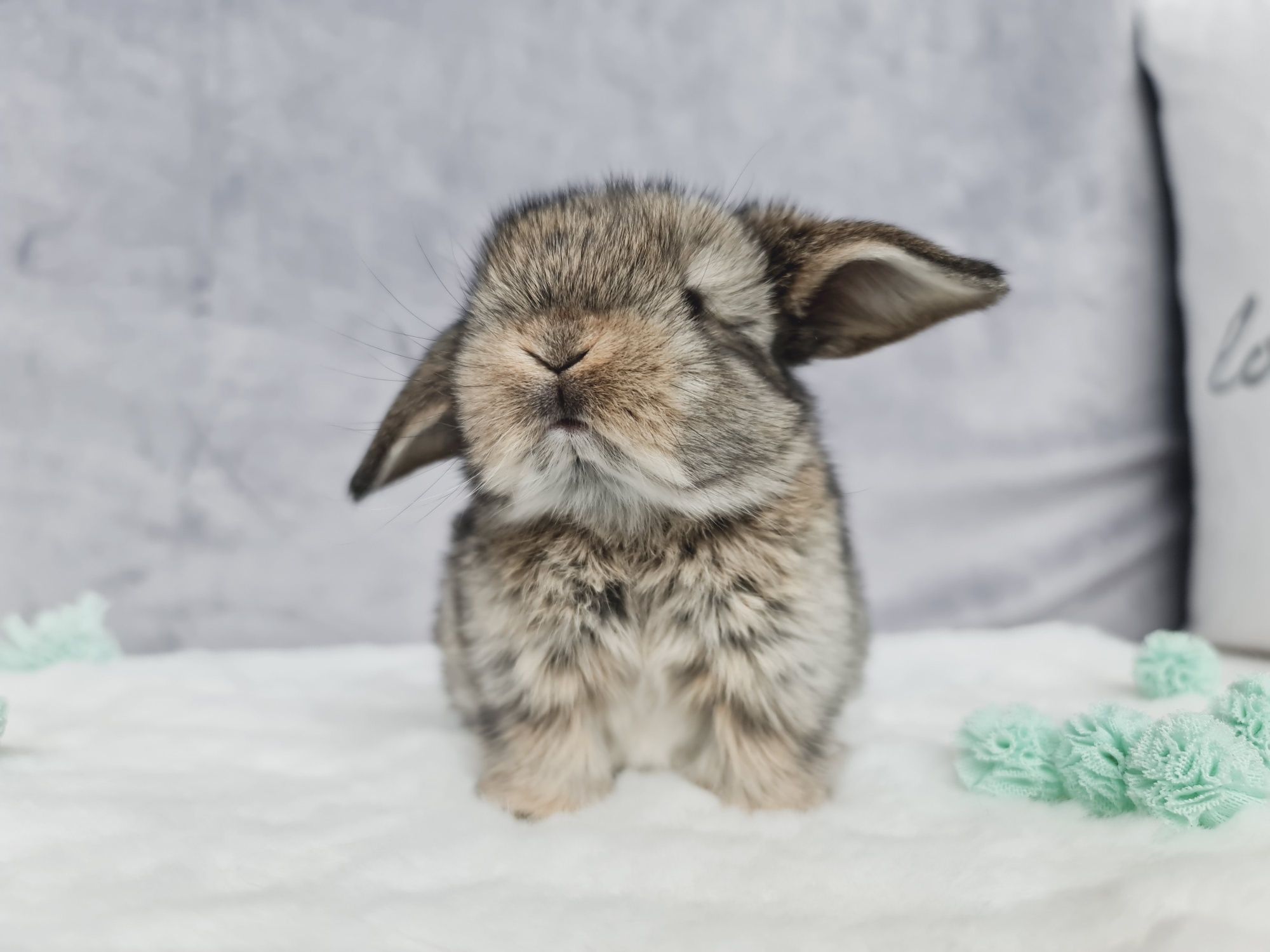 Mini lop królik króliczek miniaturka baranek hodowla zarejestrowana