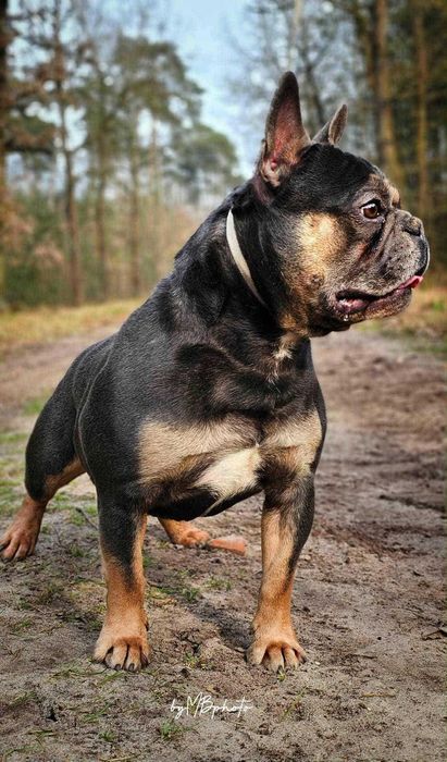 Buldog francuski sprawdzony reproduktor