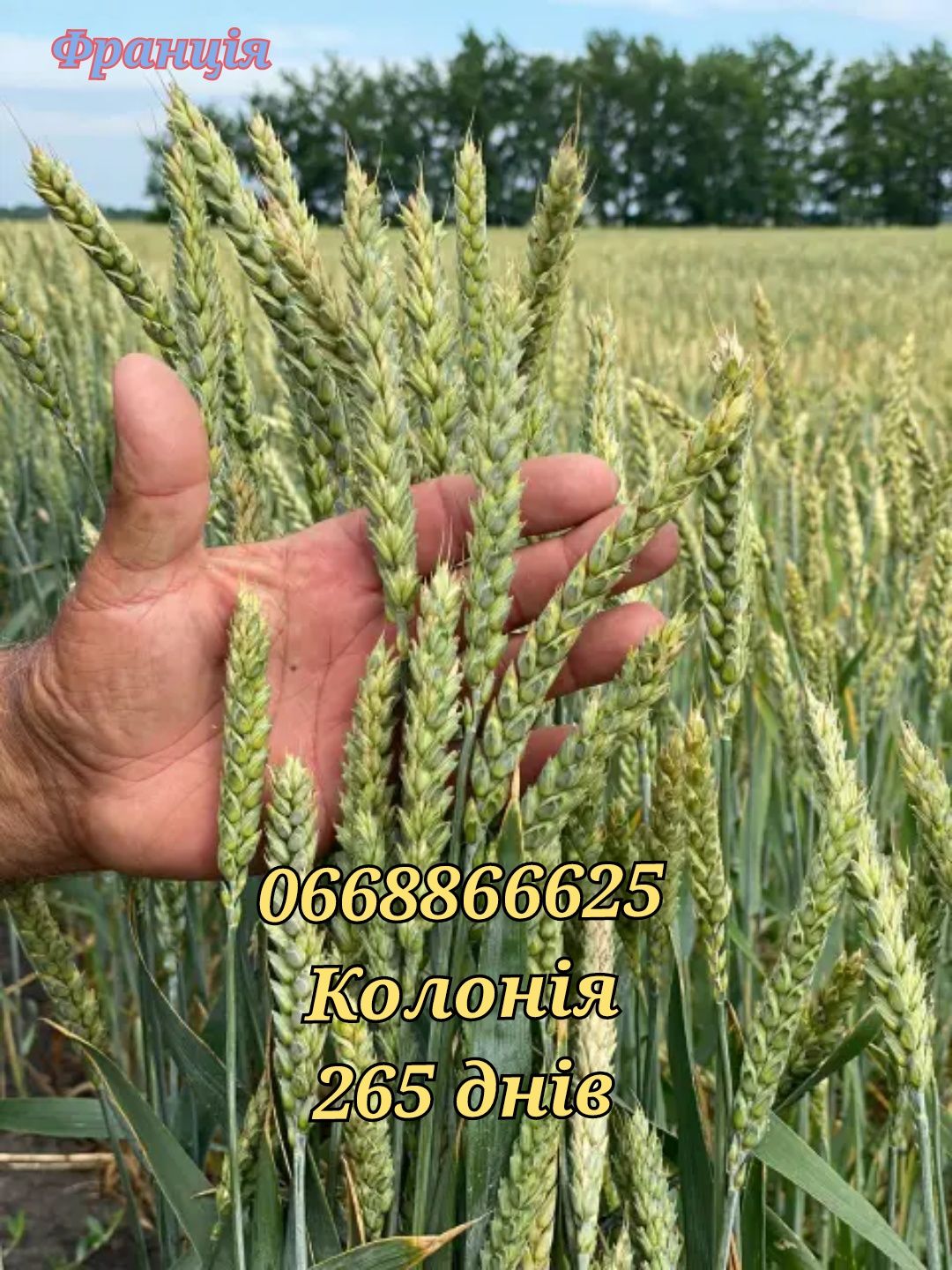 Купити озиму пшеницю на посів