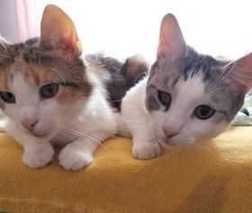 Galinka i Johny - pilnie dom potrzebny  -koty do adopcji