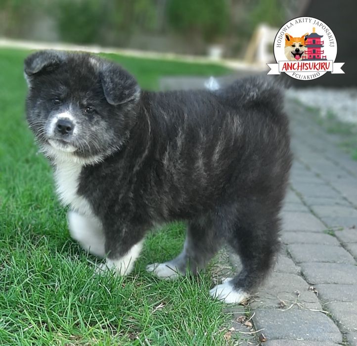 Akita Inu FCI/ZKwP suczka