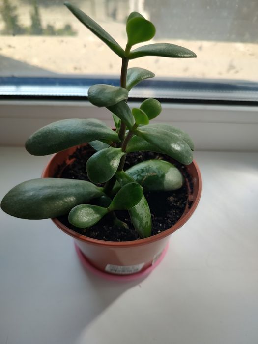 Денежное дерево молодое