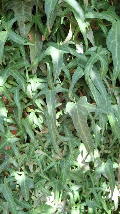 Тіньовитривалі квіти: плющі й  барвінки різні, бересклет Форчуна