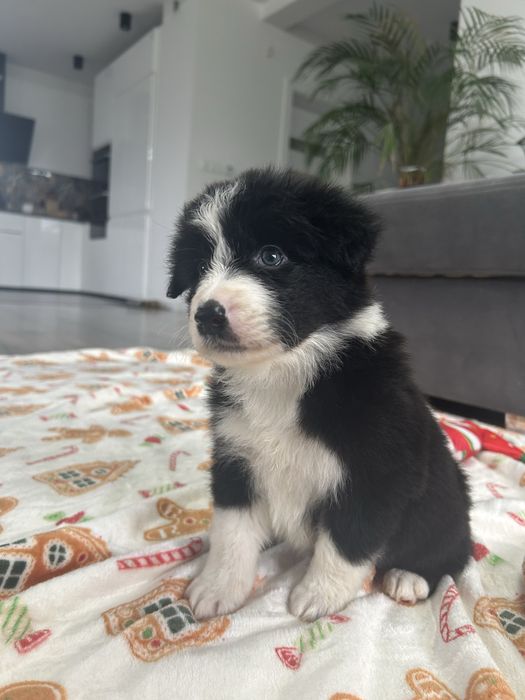 Border Collie *Piesek*