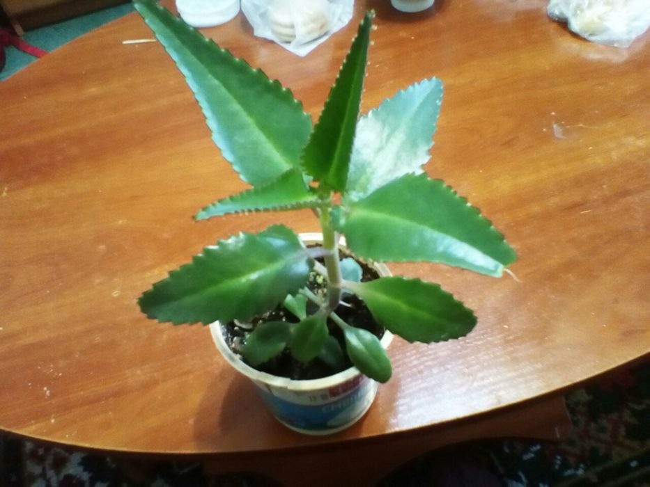 Кактусы разных размеров