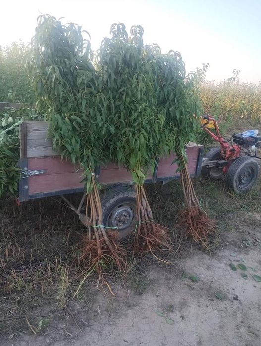 Саженцы плодовых деревьев