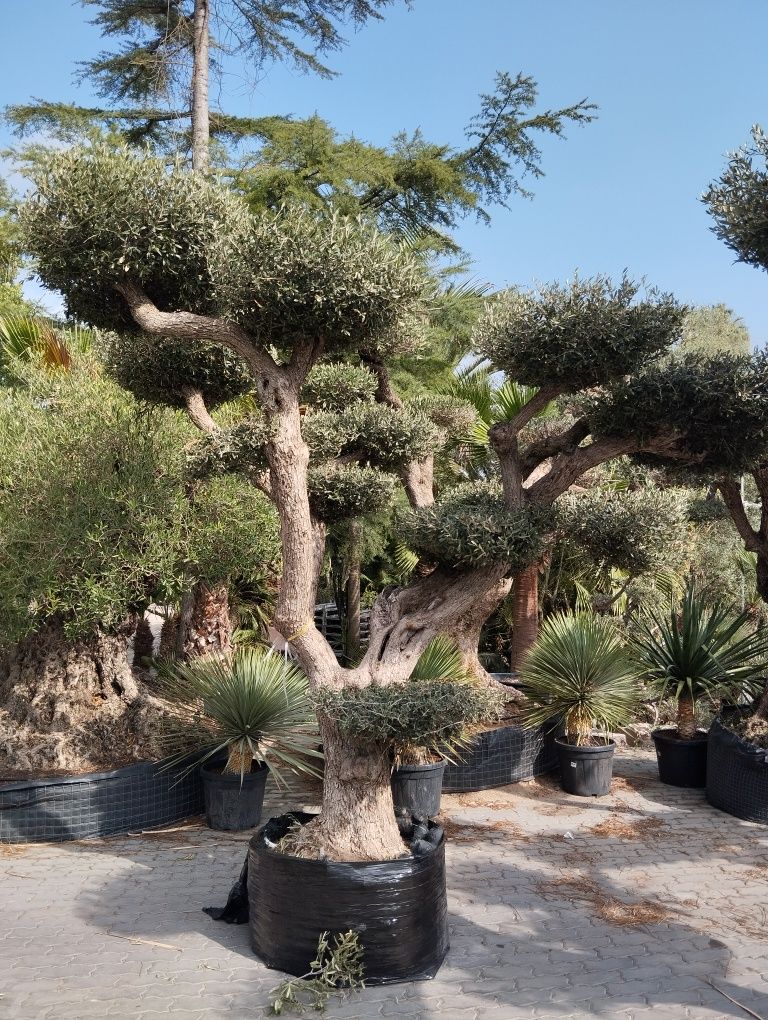Oliveiras Bonsai