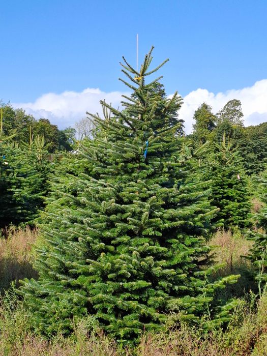 Jodła Kaukaska Cięta 300-400 cm lub w donicy 100-180 cm/ TuChoinki.pl