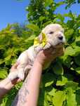 Golden Retriever FCI. Już są z nami
