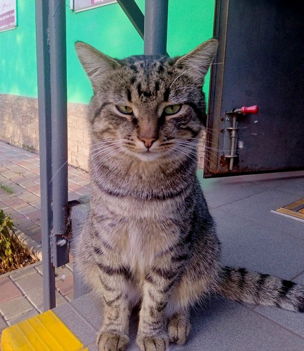 Отдам,_ коты_ кошки_ мурчик