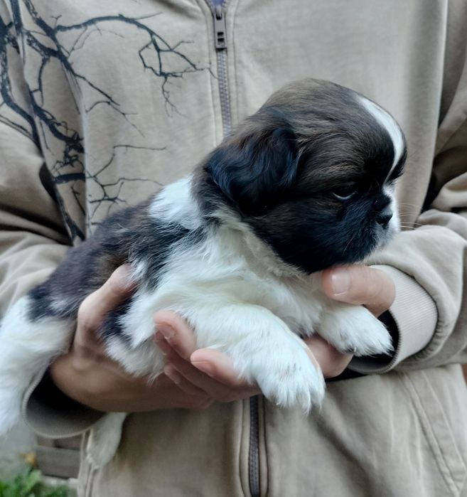 Piesek Shih Tzu.