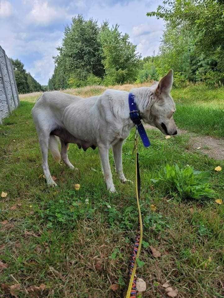 suczka adopcja  aktualne