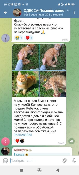 Подарите пушистому Рыжику семью