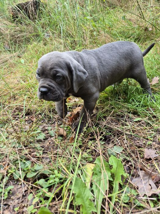 Cane Corso niebieski blue z rodowodem po mocnych rodzicach szczeniak
