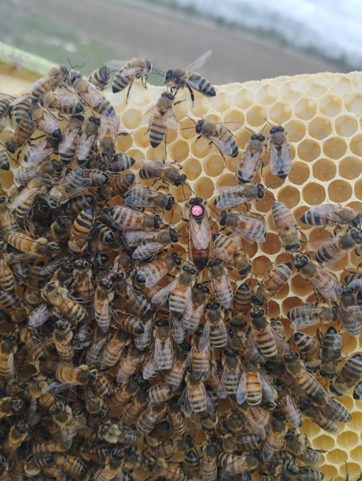 Rodziny pszczele, pszczoły, odkłady.