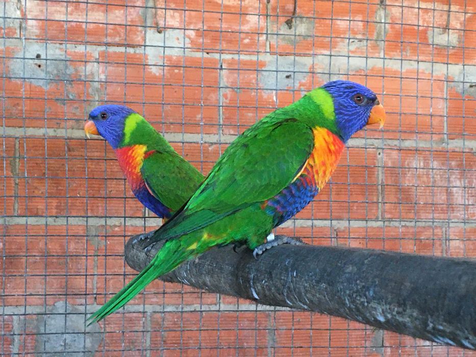 Lori molucano fêmea 2025