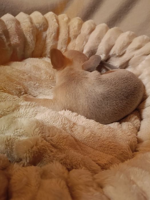 Chihuahua suczka