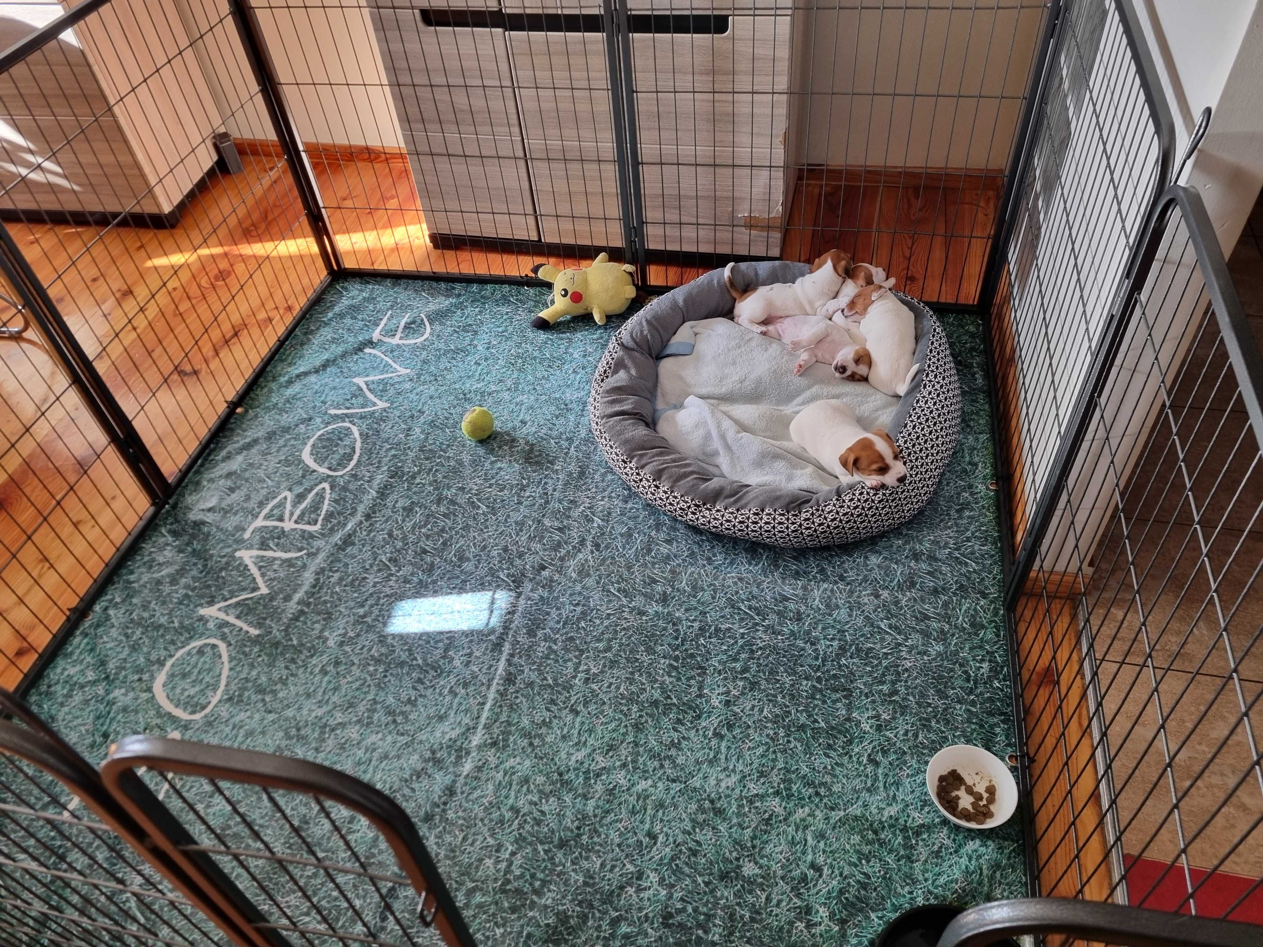 REZERWACJA Śliczna KIWI Jack Russell Terrier, odbiór od 25 sierpnia