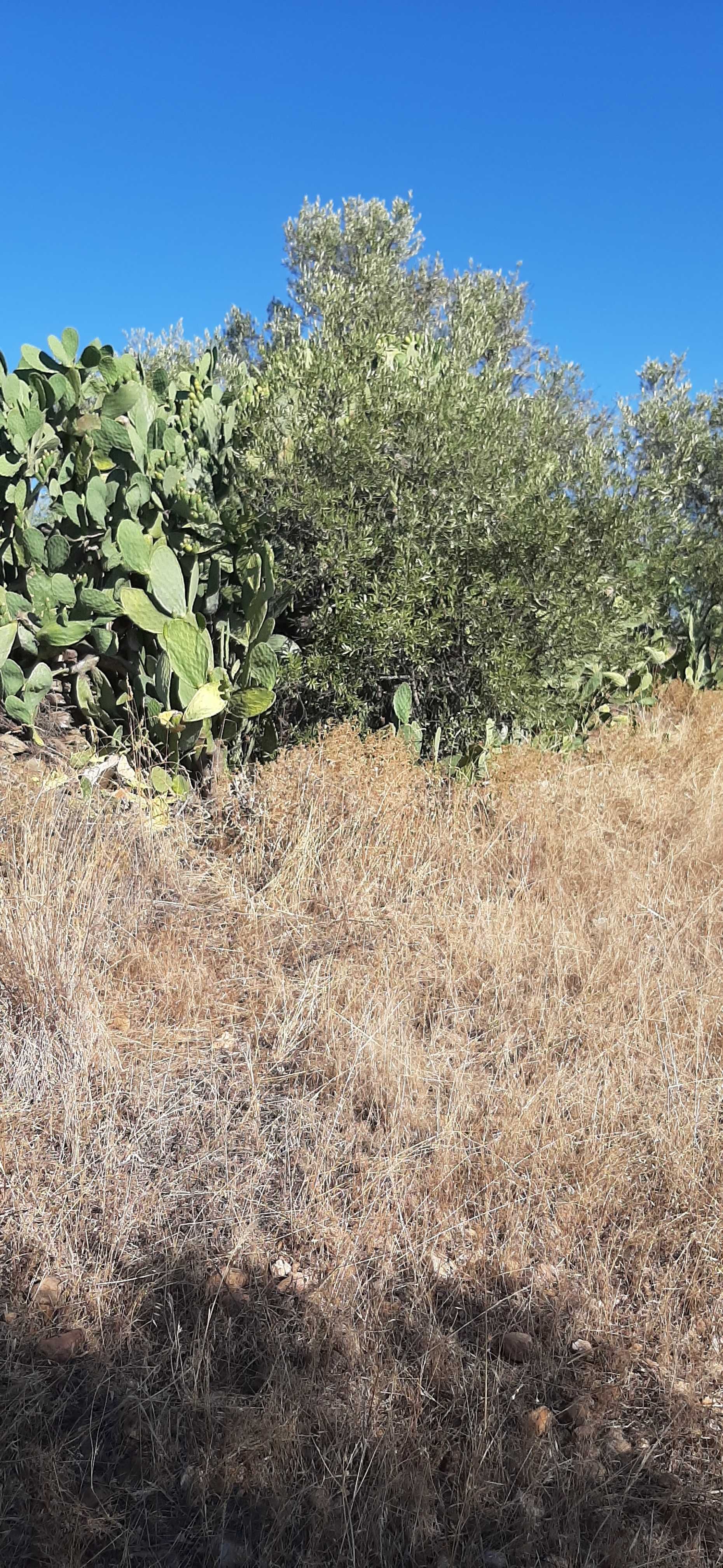 terrenos rústicos na aldeia de Lentiscais concelho de Castelo Branco