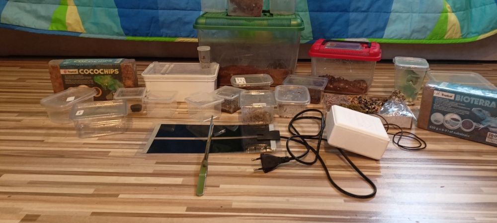 Ptasznik, Ptaszniki, Kolekcja