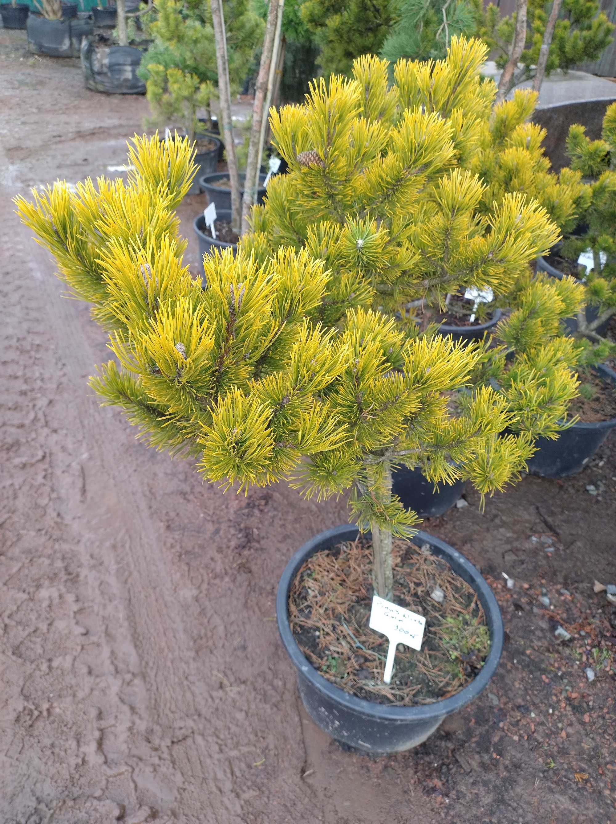 Pinus Winter Gold - sosna karłowa
