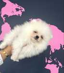 Biały piesek szpic pomeranian miniaturka
