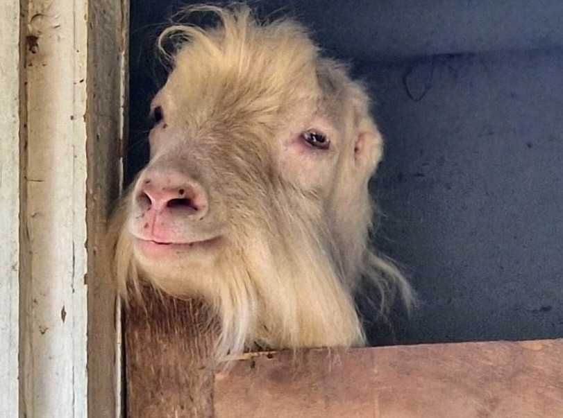 Супер цап продам. або обміняю на сіно, зерно