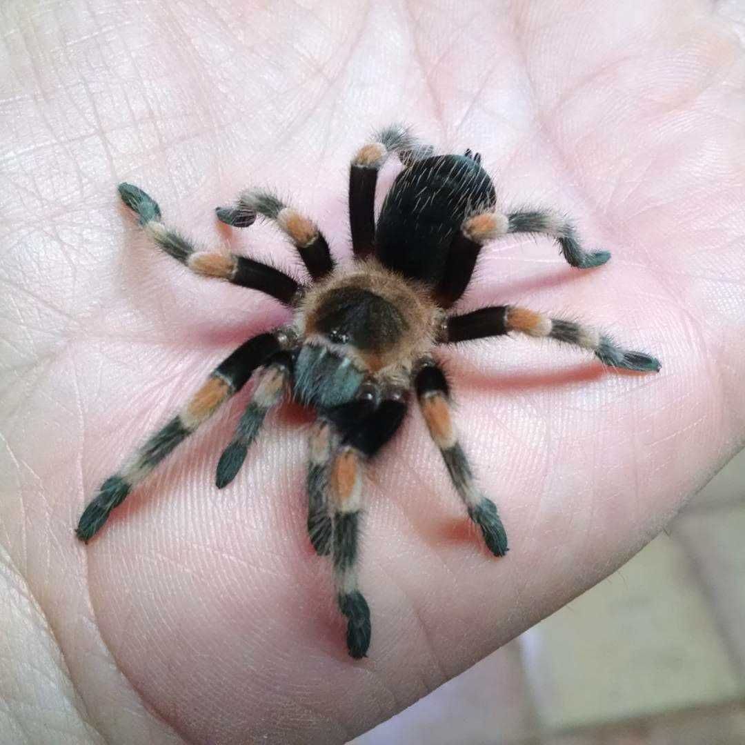 Мексиканский красноколенный паук птицеед Brachypelma Smithi самка