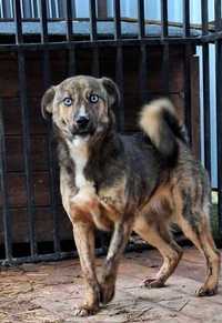 Suczka Bianka- pies szuka domu- oddam psa- adopcja