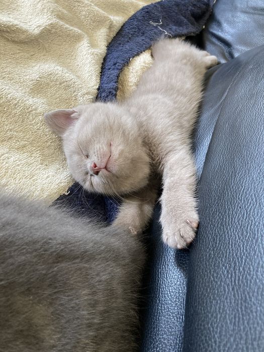 Дівчинка  Брітанска  Лілова 5міс