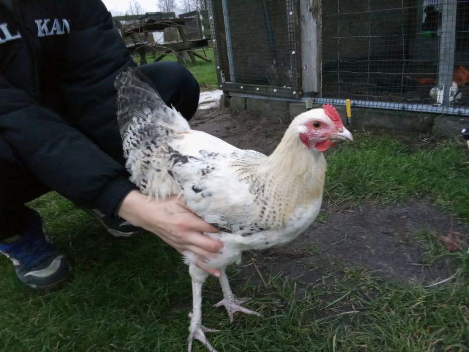 Sprzedam młode koguty mix