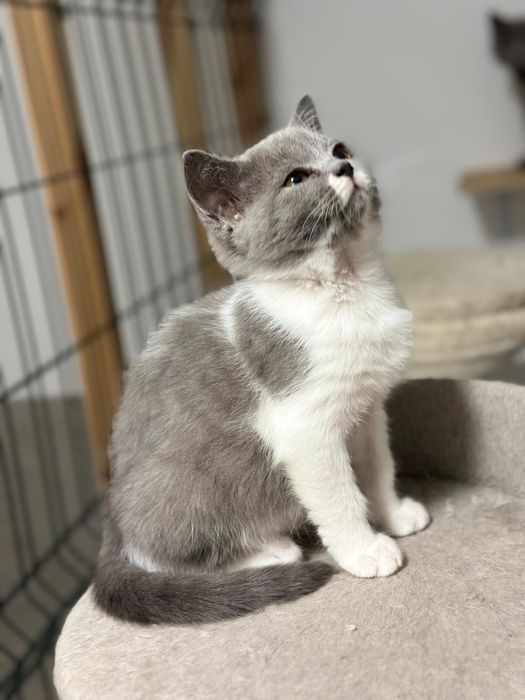 Śliczne kotki brytyjskie