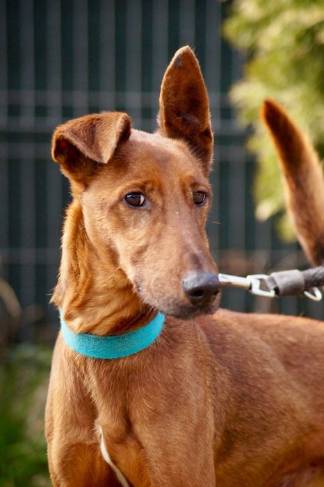 Mix pinczer/terier szuka nowego domu