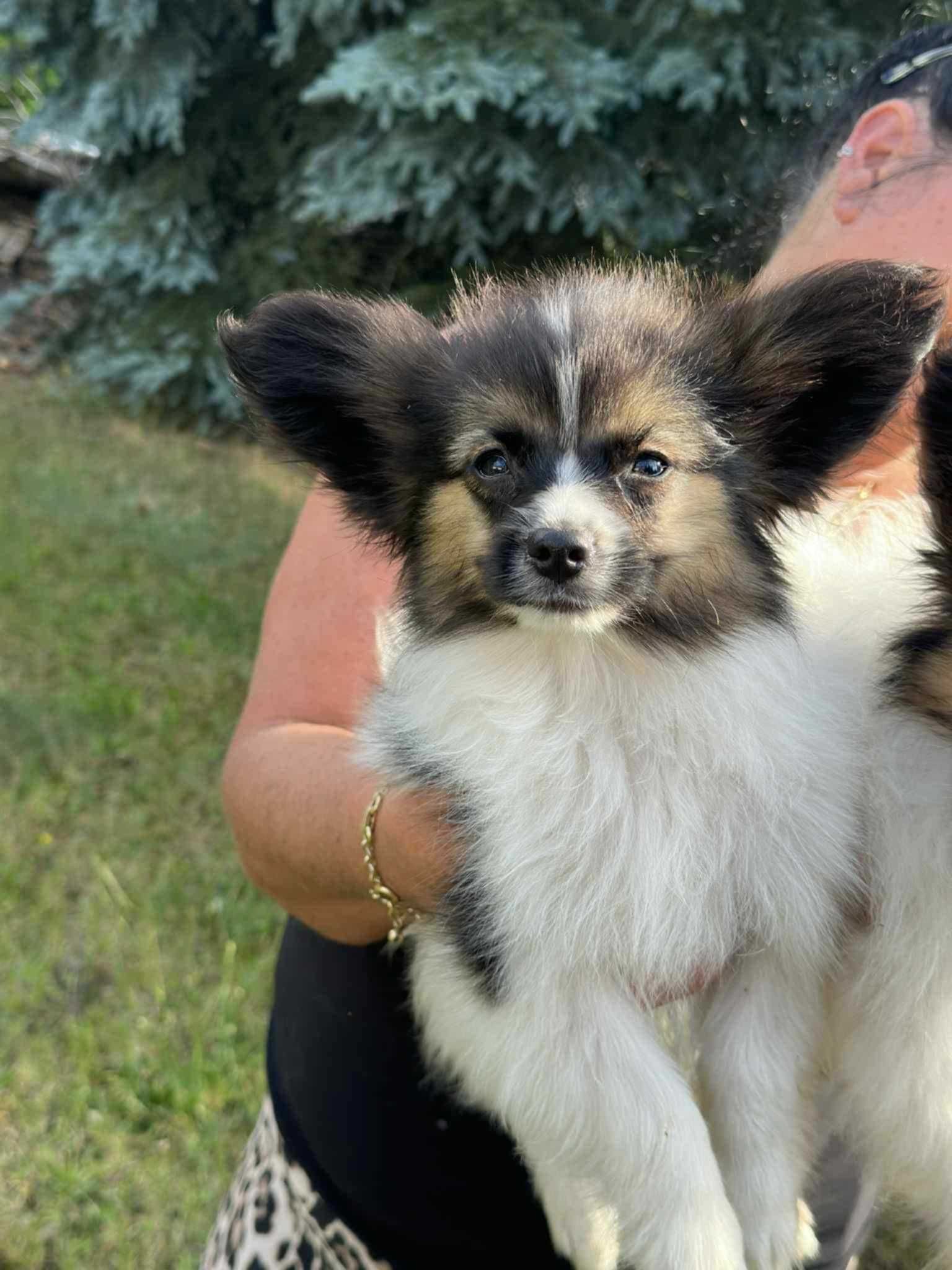 Spaniel Kontynentalny Miniaturowy Papillon FCI