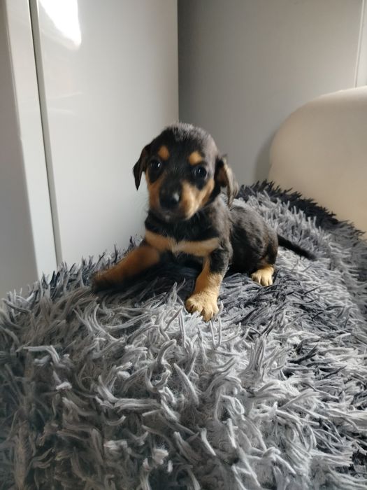 Suczki siedmiotygodniowe