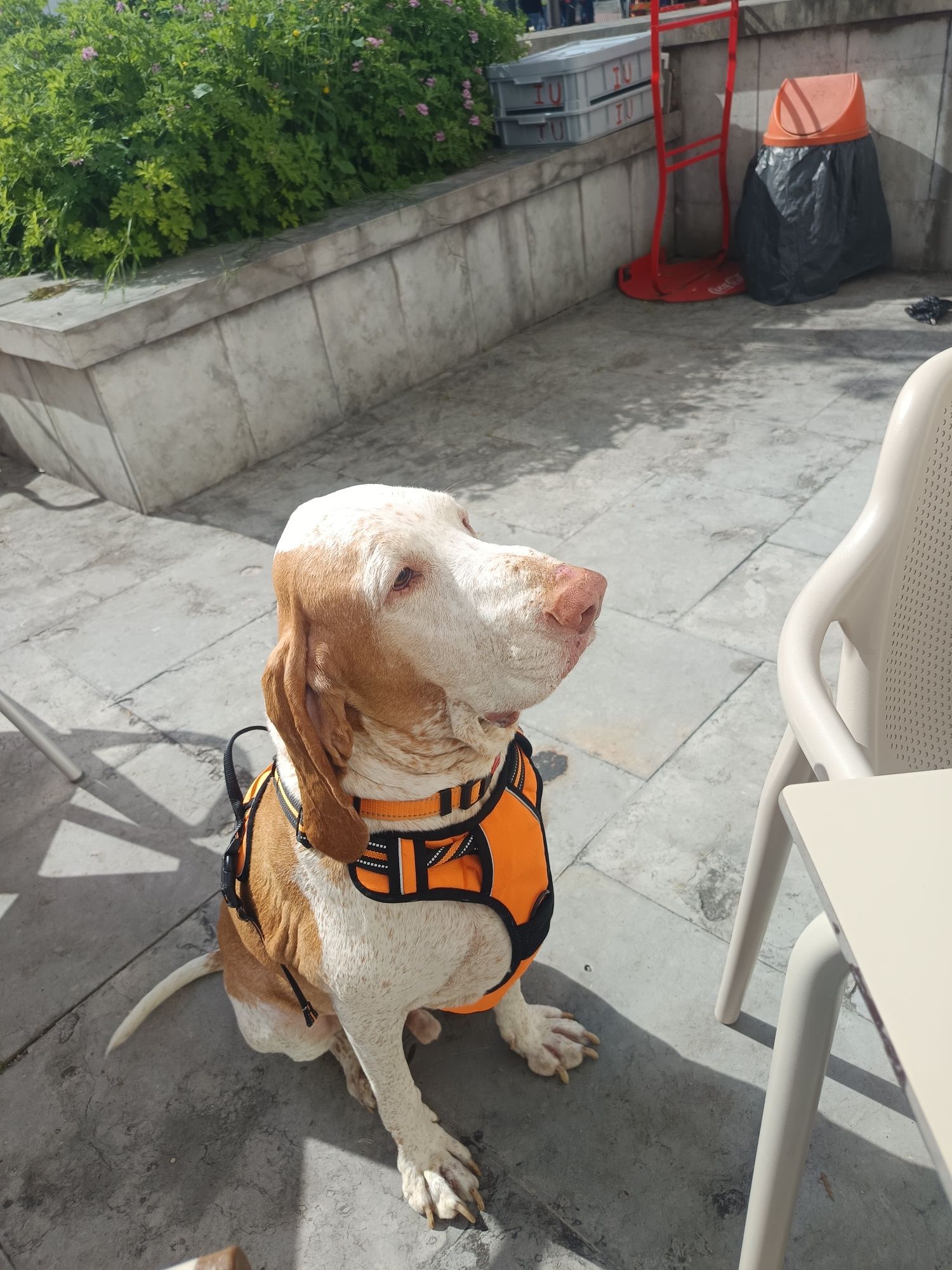 Passeio ou fico com o seu cão