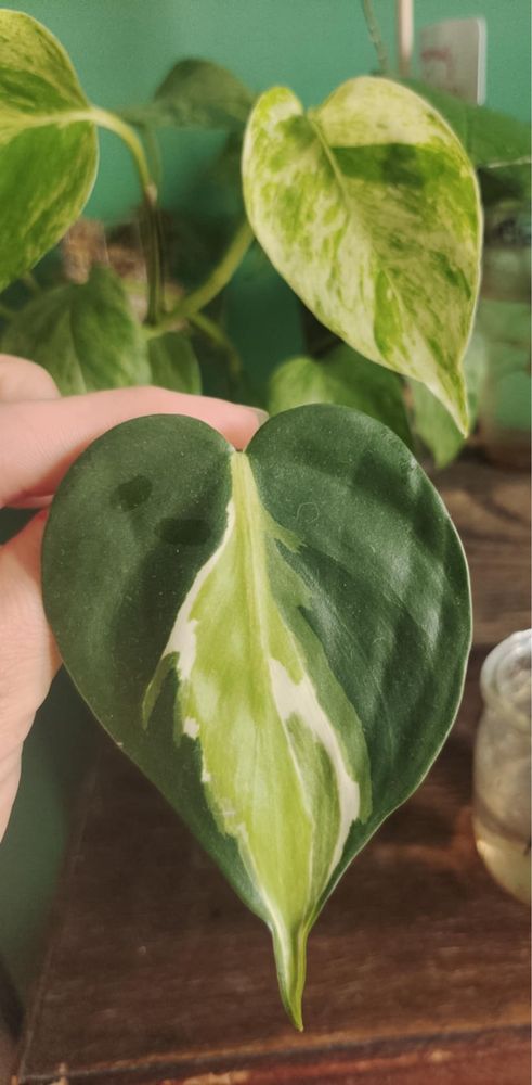 Philodendron cream splash pędówka