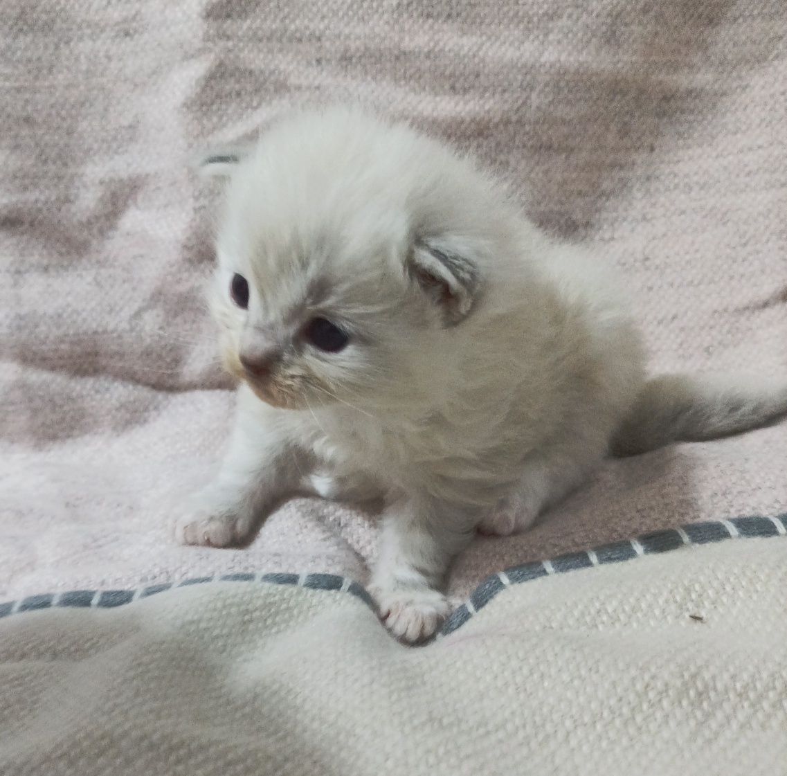 Ragdoll blue mitted lynx do rezerwacji