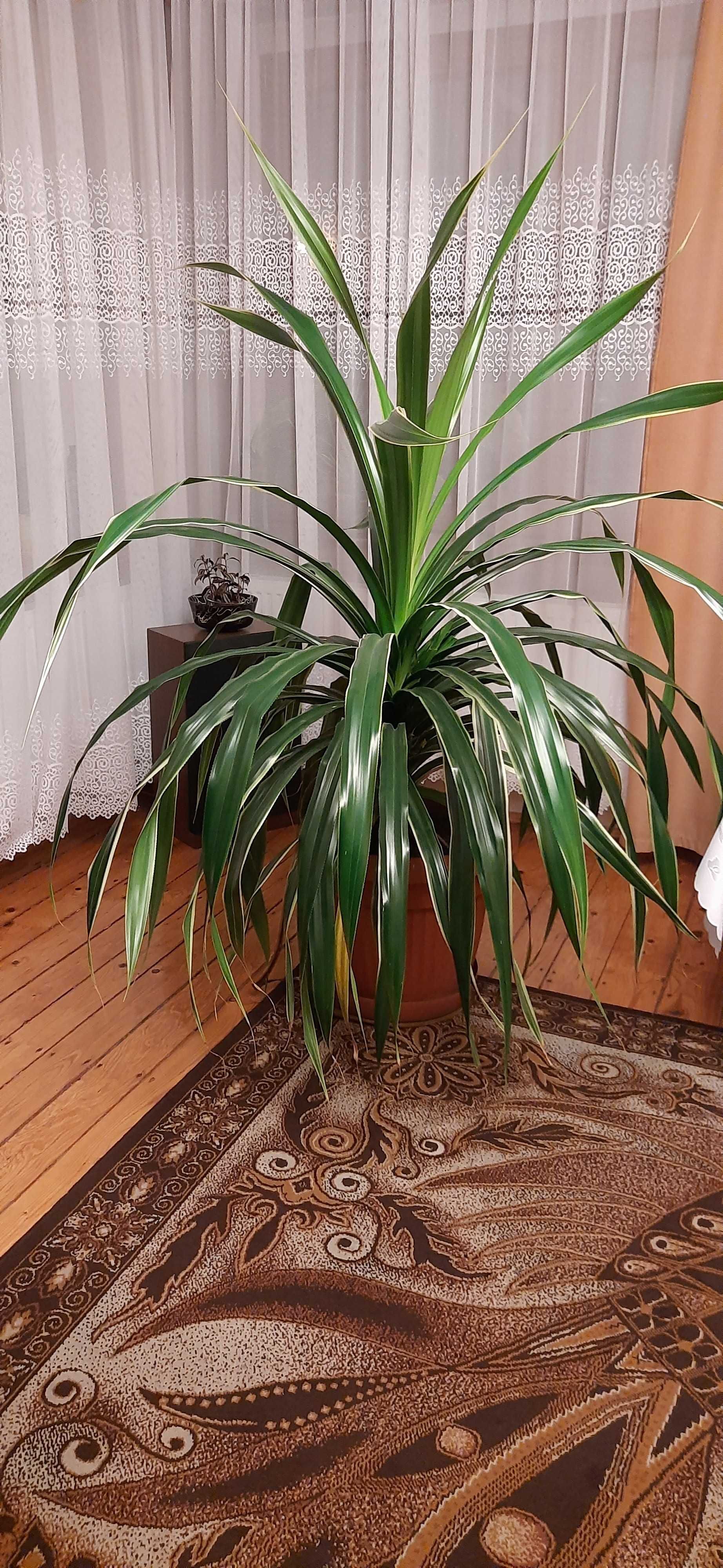 Pandan - Pandanus - Pochutnik