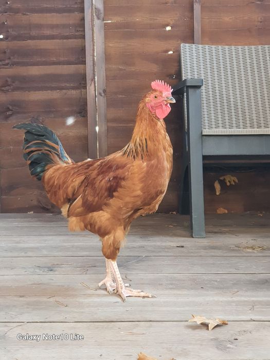 Koguciki 3 miesieczne